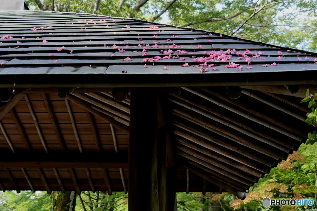 P1990791tp　サルスベリ