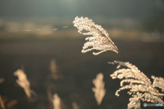 IMG_0108ph　秋風