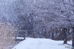 P1220343　散歩道