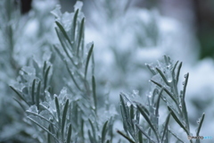 IMG_6725　チクチク