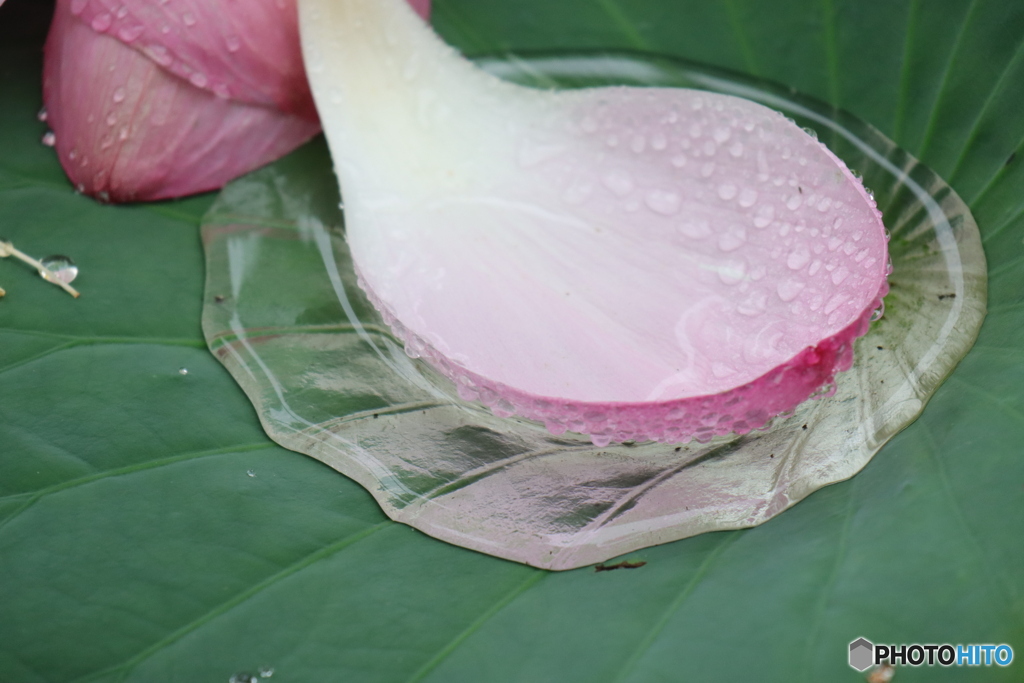 雨に浮かべて