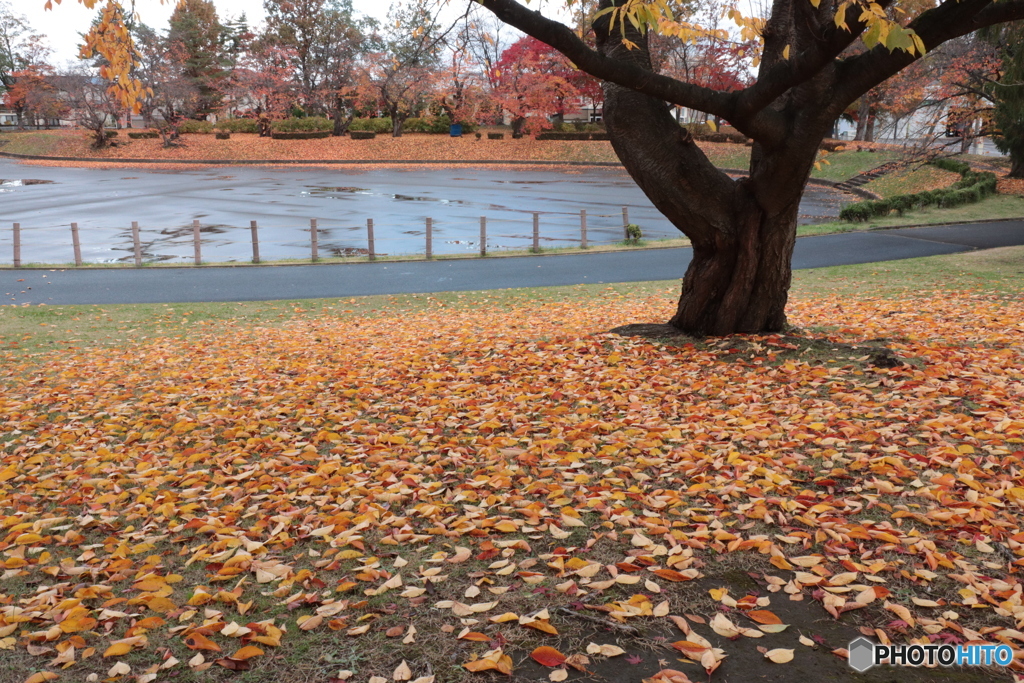 IMG_6065　オータムロード