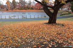 IMG_6065　オータムロード