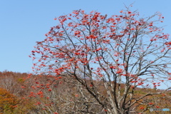 P1920040　高原のナナカマド