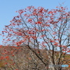 P1920040　高原のナナカマド