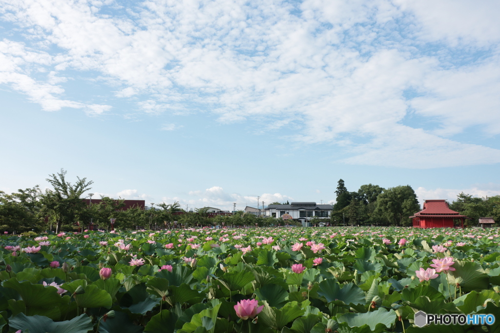 夏の朝２