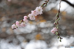 0876actpr　サクラ