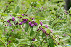 ｍｕｒａｓａｋｉ