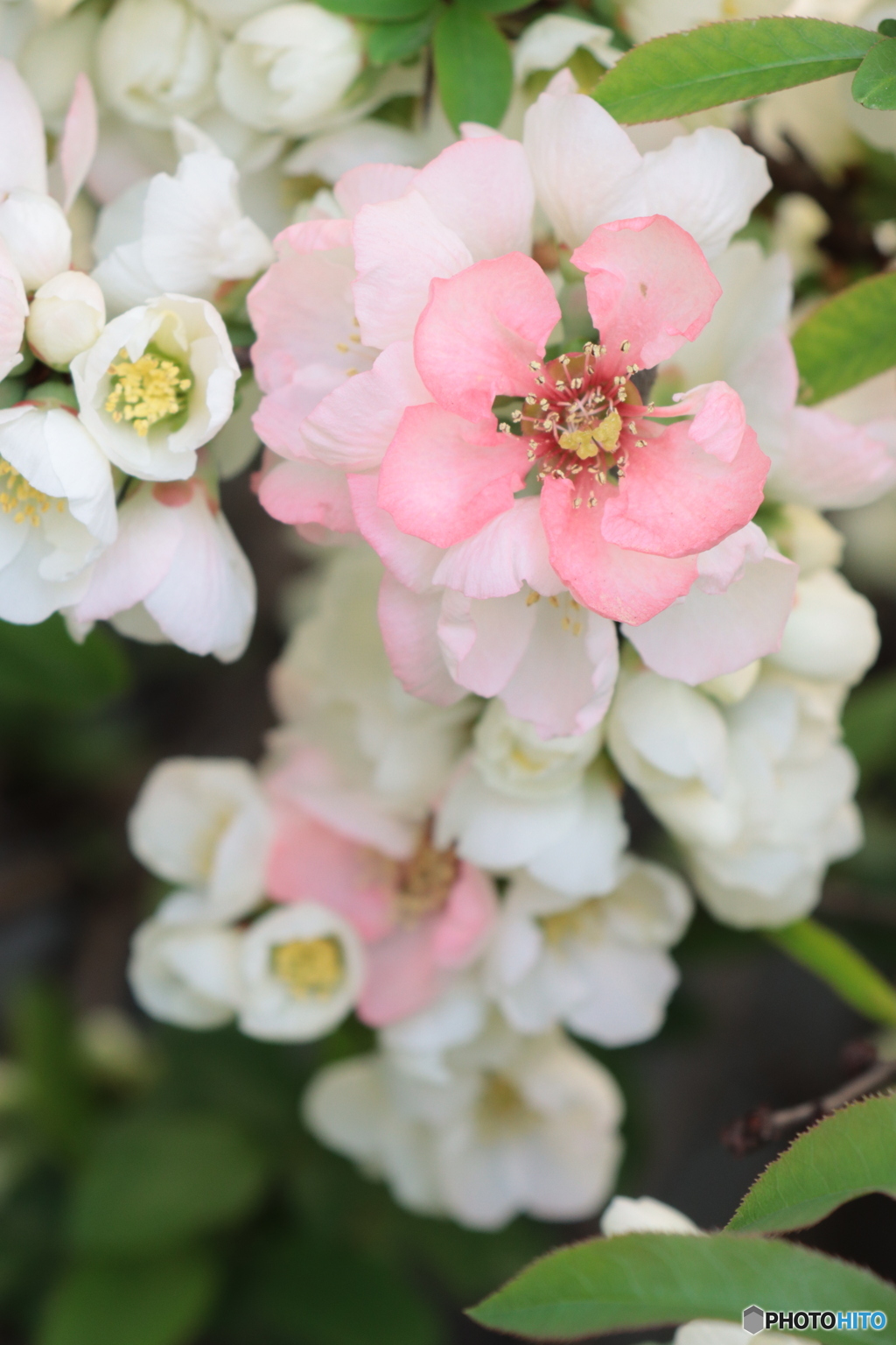 IMG_4205　庭に咲く１０７