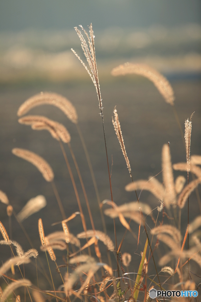 IMG_0097ph　秋色