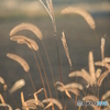 IMG_0097ph　秋色