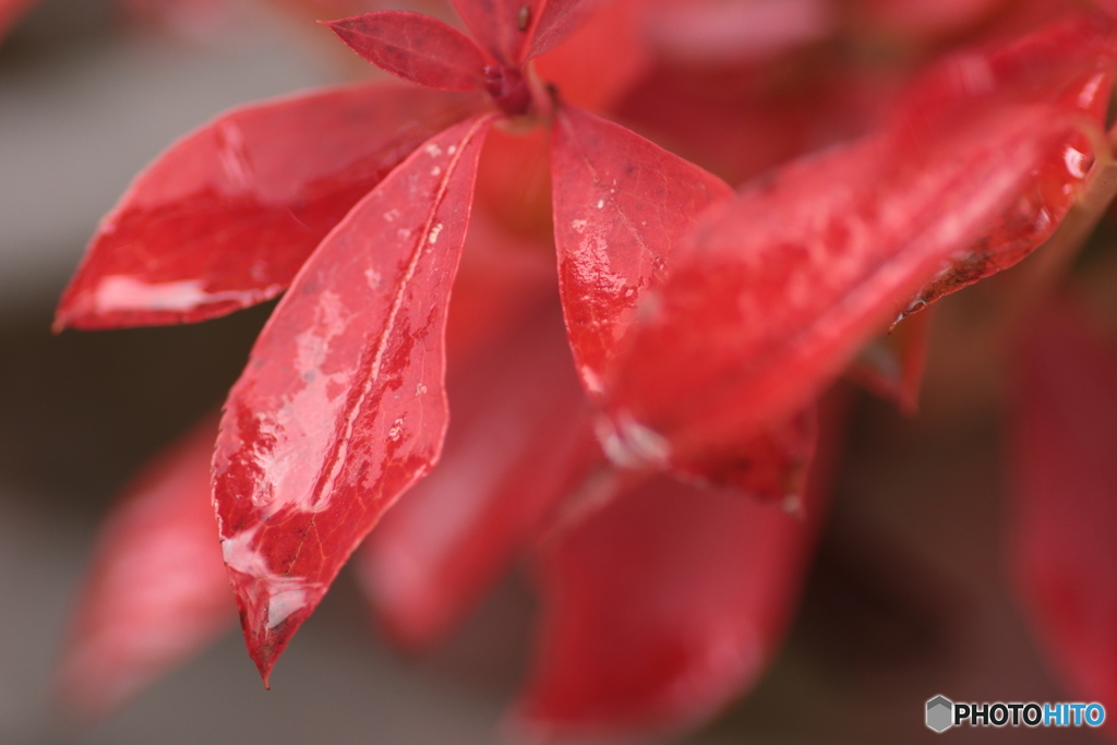 IMG_5792　ネイル