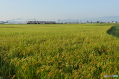 P2000077　豊穣カラー