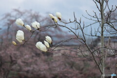 IMG_3611ac　ハクモクレン