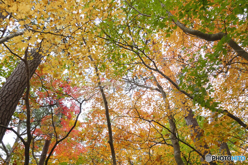 P1360792acr　十二湖・紅葉