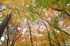P1360792acr　十二湖・紅葉