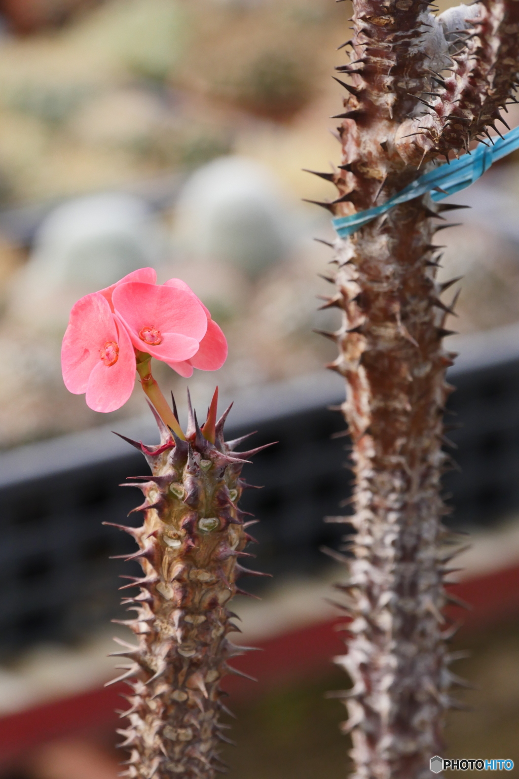 P1800823　サボテンの花