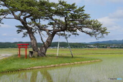 P1850637　長閑な田園