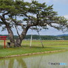 P1850637　長閑な田園