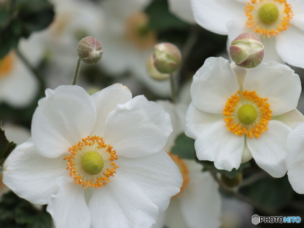 IMG_4943ac　庭に咲く１７０　好奇心