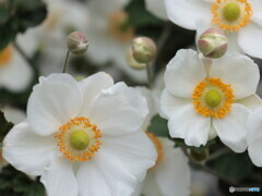 IMG_4943ac　庭に咲く１７０　好奇心