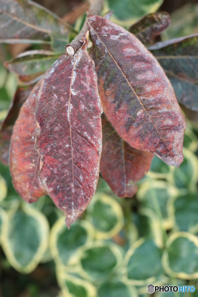 IMG_6428　冬の使者