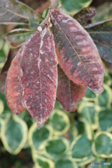 IMG_6428　冬の使者