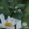 庭に咲く７６