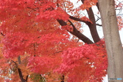 IMG_6045　団地の公園で　２