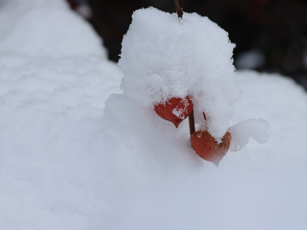 IMG_6820ac　白いニット帽