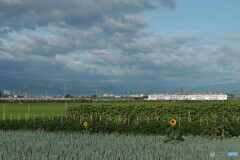IMG_2732ac　令和の輝き
