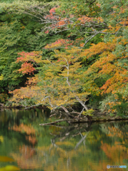 P1360771acr　十二湖・紅葉