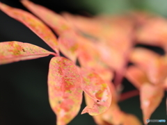 IMG_5798　ネイル　２