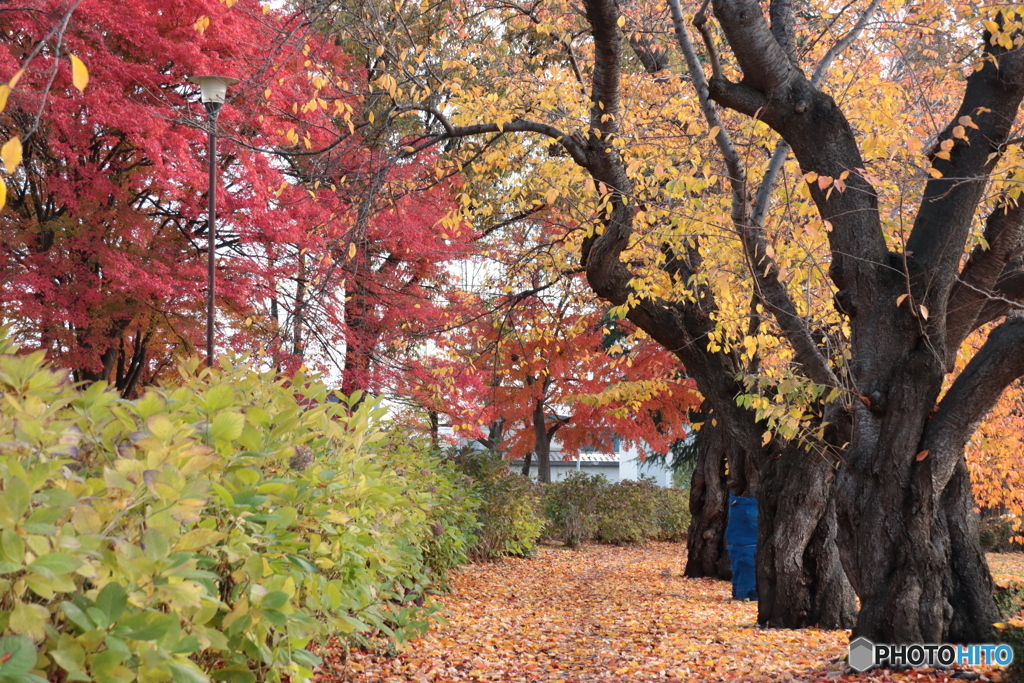IMG_6130　散歩道