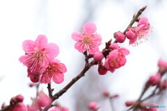 IMG_3286ac　ウメ