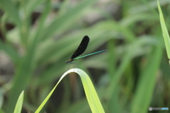 IMG_2568　グリーンメタリック