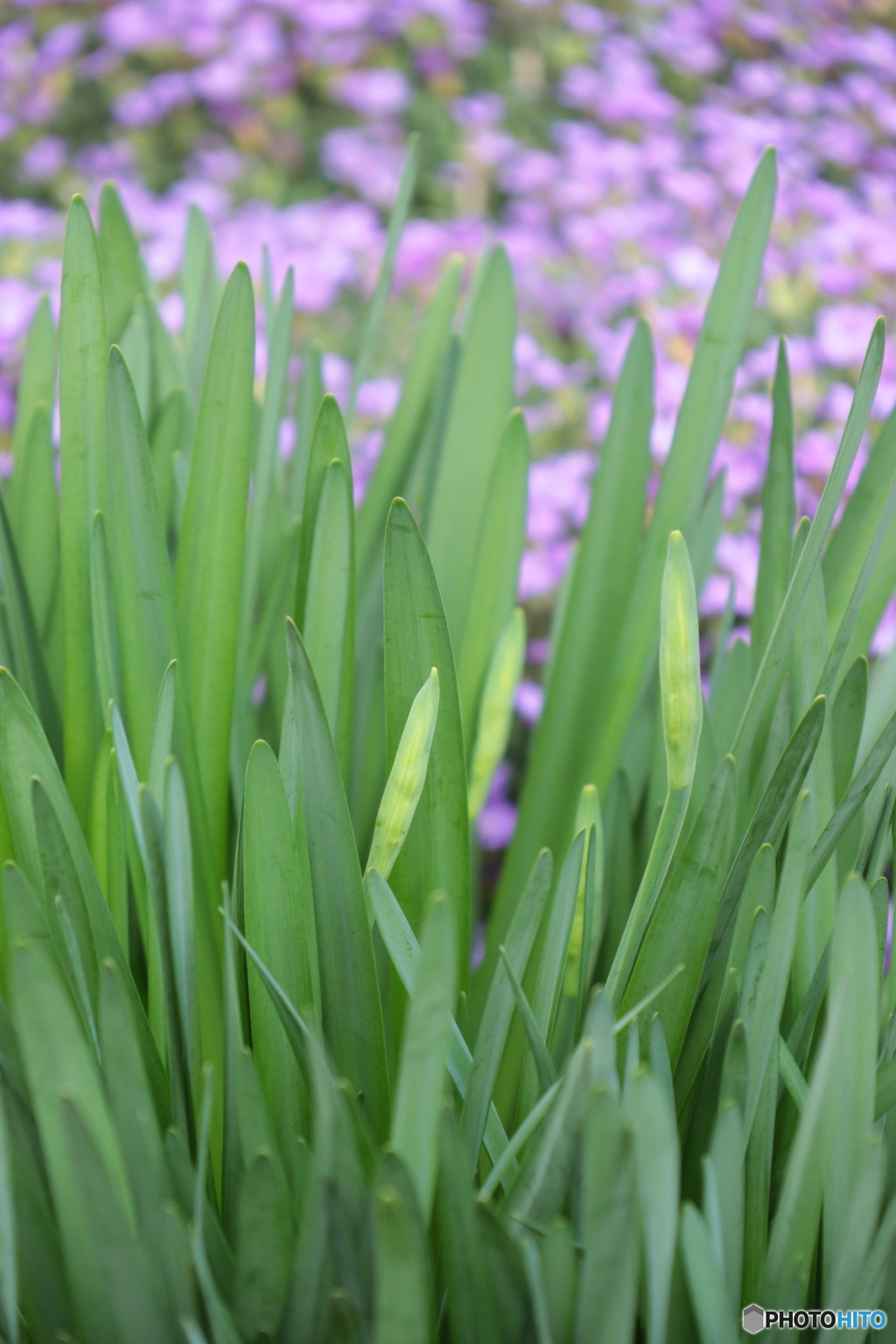 IMG_4216　庭に咲く１０９