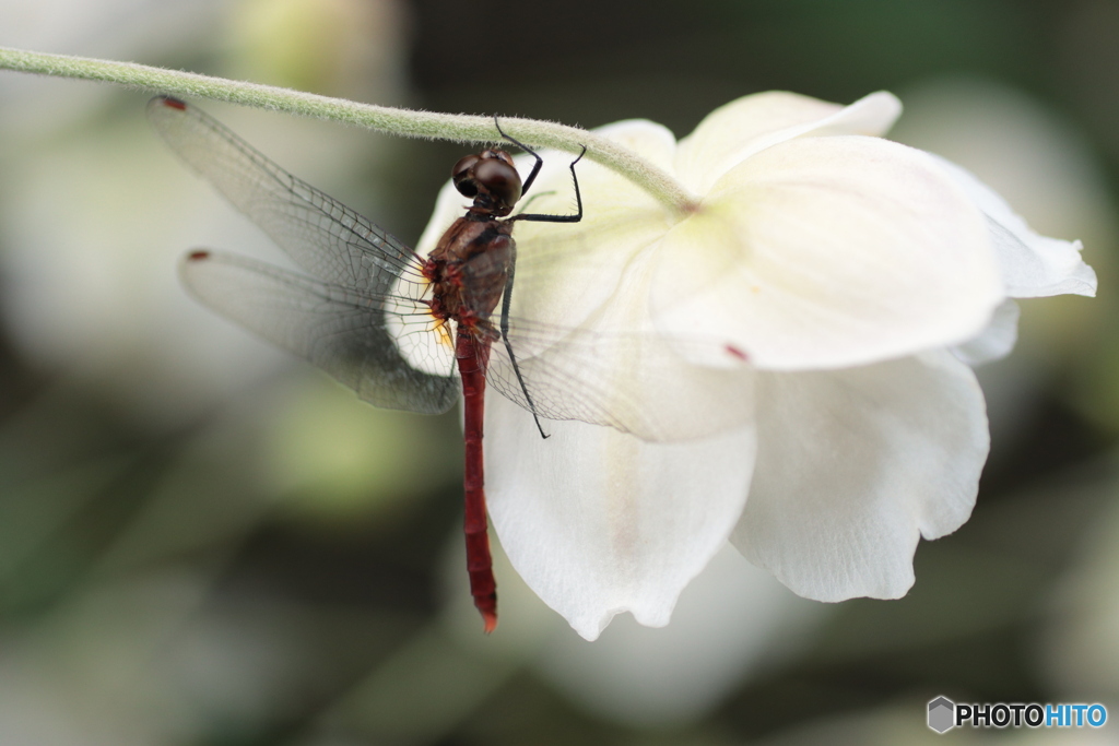 IMG_5131　庭に咲く　１７４