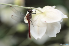 IMG_5131　庭に咲く　１７４