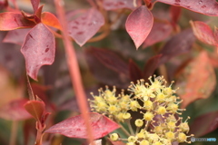 IMG_5839　ツタの花