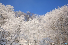 回想７　新雪鮮やか