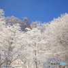 回想７　新雪鮮やか