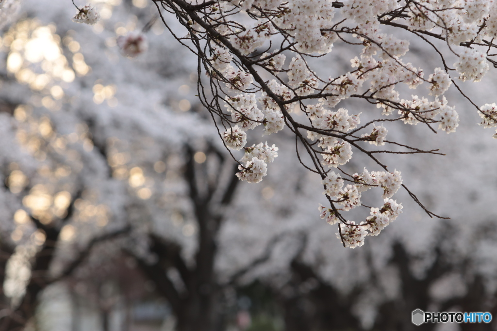 IMG_8815　朝に輝く