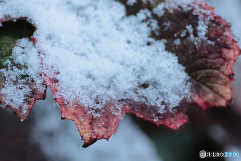 IMG_6589　初雪ファンデーション