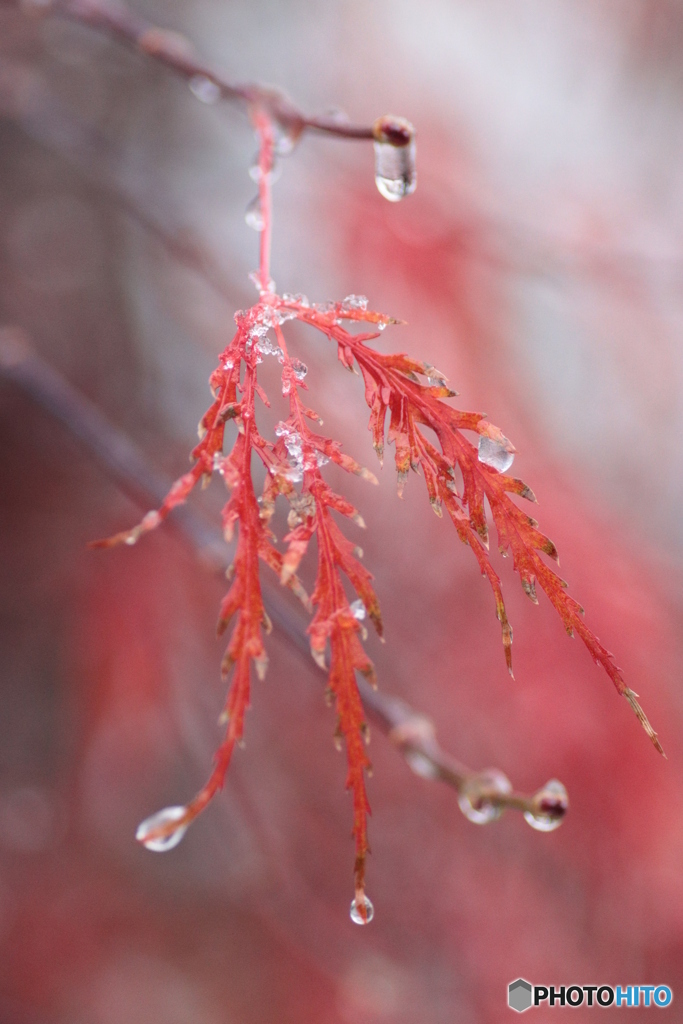 IMG_6638　涙こらえて