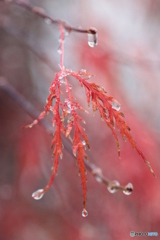 IMG_6638　涙こらえて