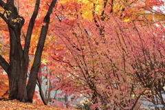 IMG_6016　団地の公園で