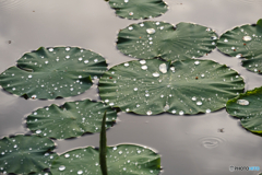 P1860856　曇り時々雨