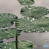 P1860856　曇り時々雨