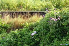 P1980747ac　朝の光